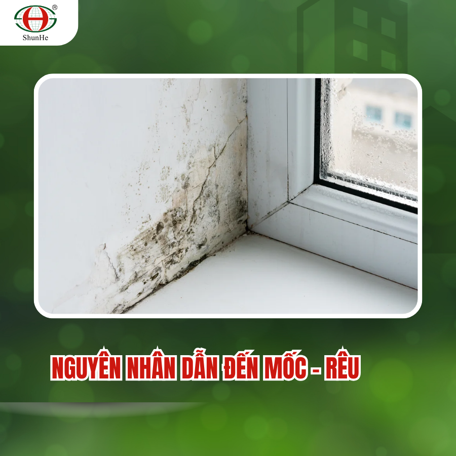 Mốc - Rêu dễ được sản sinh trong các môi trường ẩm ướt, ngoài trời